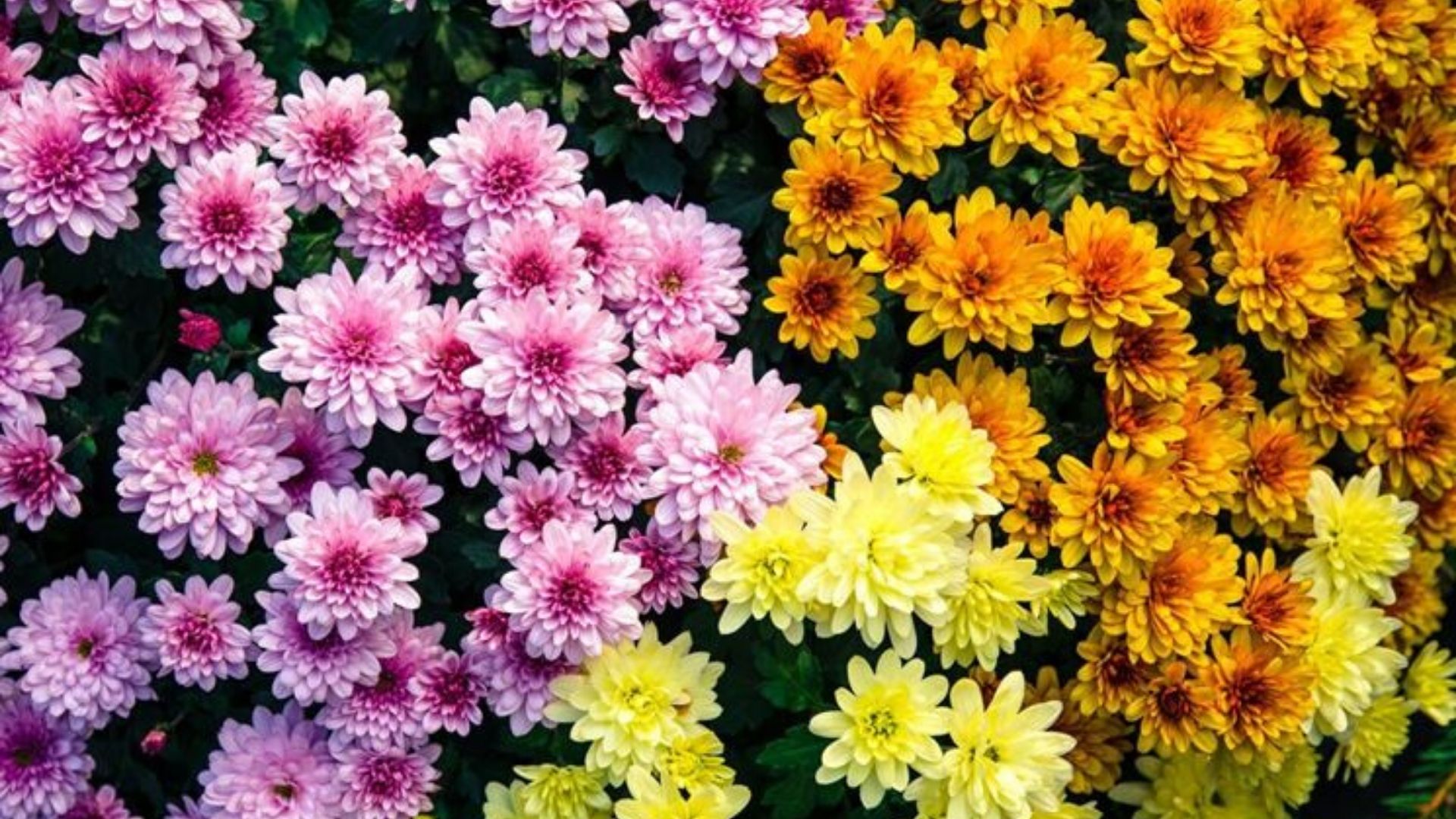 Lettera Del Direttore Novembre 19 Novembre Il Mese Dei Morti Istituto Salesiano San Lorenzo Novara